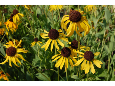 Rudbeckia grandiflora