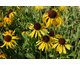 Rudbeckia grandiflora Sundance