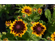 Rudbeckia hirta Spotlight