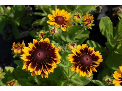 Rudbeckia hirta