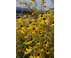 Rudbeckia triloba 