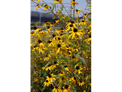 Rudbeckia triloba