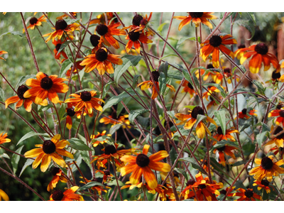 Rudbeckia triloba