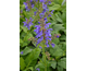 Salvia