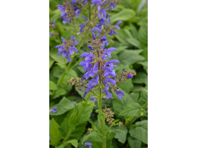 Salvia