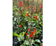 Salvia blepharophylla Painted Lady