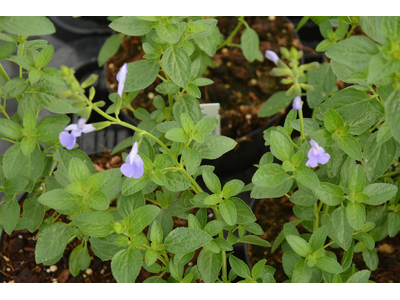 Salvia microphylla