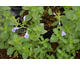 Salvia microphylla Delice Aquamarine ®