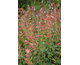 Salvia Ember's Wish ®