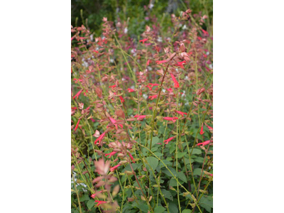 Salvia