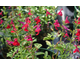 Salvia greggii Arctic Blaze Dark Red