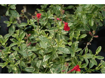 Salvia greggii