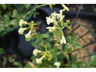 Salvia greggii