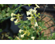 Salvia greggii (giallo)