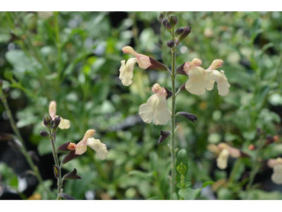 Salvia greggii