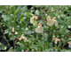 Salvia greggii (giallo-pesca)