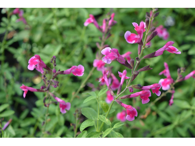 Salvia greggii