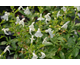 Salvia greggii White