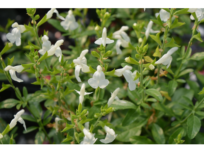 Salvia greggii