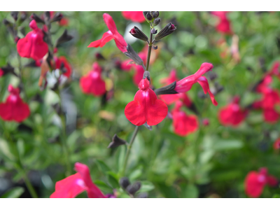 Salvia