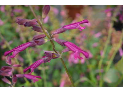 Salvia