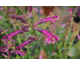 Salvia