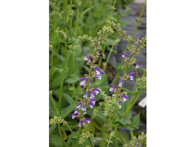Salvia