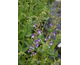 Salvia Madeline ®