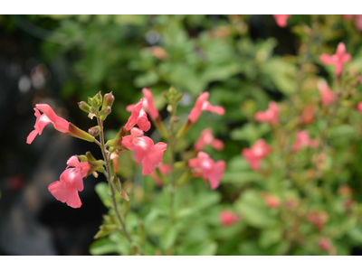 Salvia microphylla