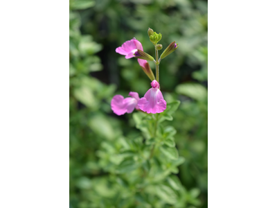 Salvia microphylla