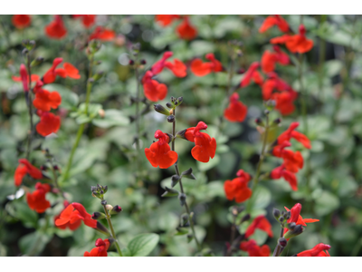 Salvia microphylla