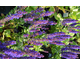 Salvia nemorosa Blue Bouquetta ®