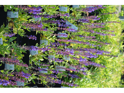 Salvia nemorosa