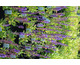 Salvia nemorosa Merleau Blue