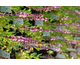 Salvia nemorosa Merleau Rose
