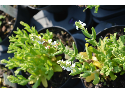 Salvia nemorosa