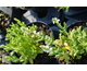 Salvia nemorosa Sensation White ®