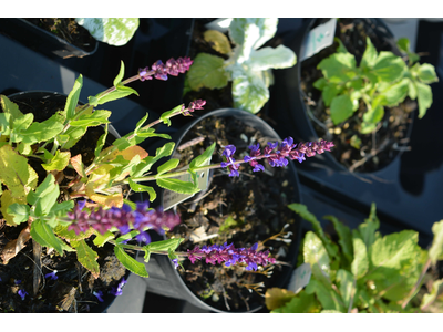 Salvia nemorosa