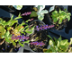 Salvia nemorosa Violet Improved