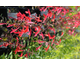 Salvia roemeriana