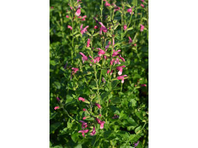 Salvia