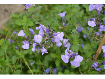 Salvia microphylla