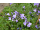 Salvia microphylla So Cool Pale Blue