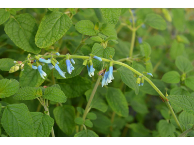 Salvia bullulata