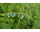 Salvia bullulata None