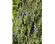 Salvia chamaedryoides var. isochroma None