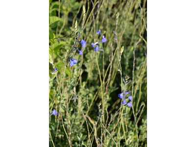 Salvia chamaedryoides var. isochroma