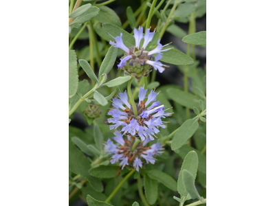 Salvia clevelandii