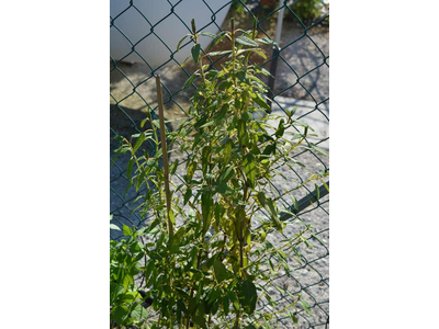 Salvia corrugata