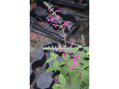 Salvia curviflora